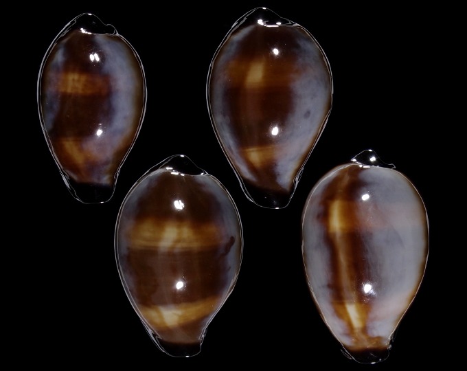 Image of Erronea onyx 