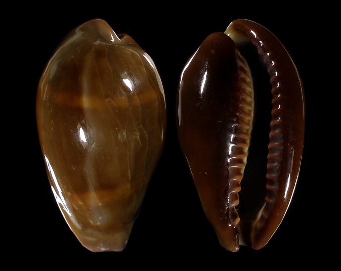 Picture of Erronea adusta persica f. dilatata