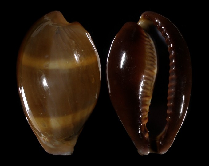 Picture of Erronea succincta persica Picture of Erronea succincta persica