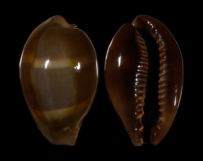 Picture of Erronea adusta persica f. dilatata