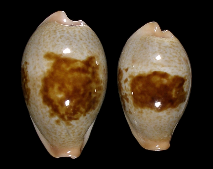 Picture of Erronea subviridis dorsalis
