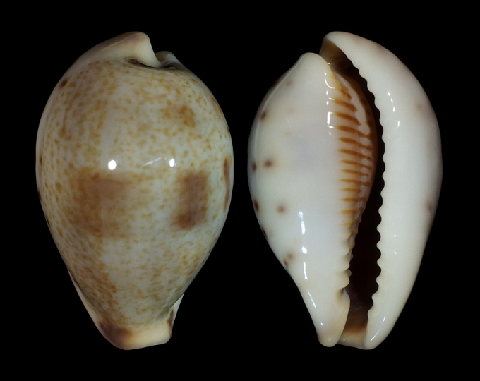 Image of Erronea pyriformis smithi