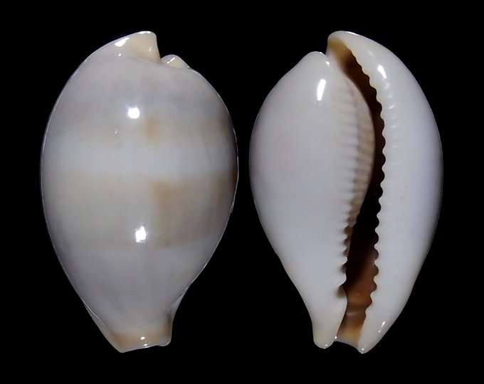 Image of Erronea pyriformis angioyorum