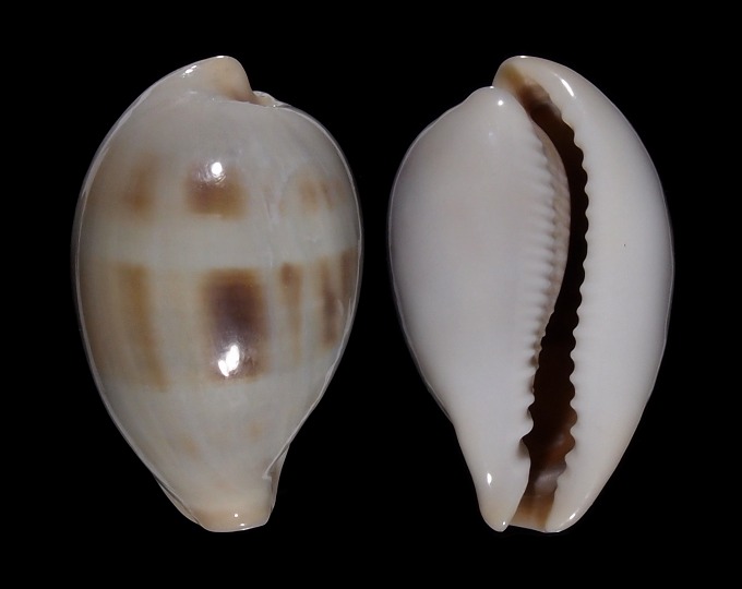 Picture of Erronea angioyorum 