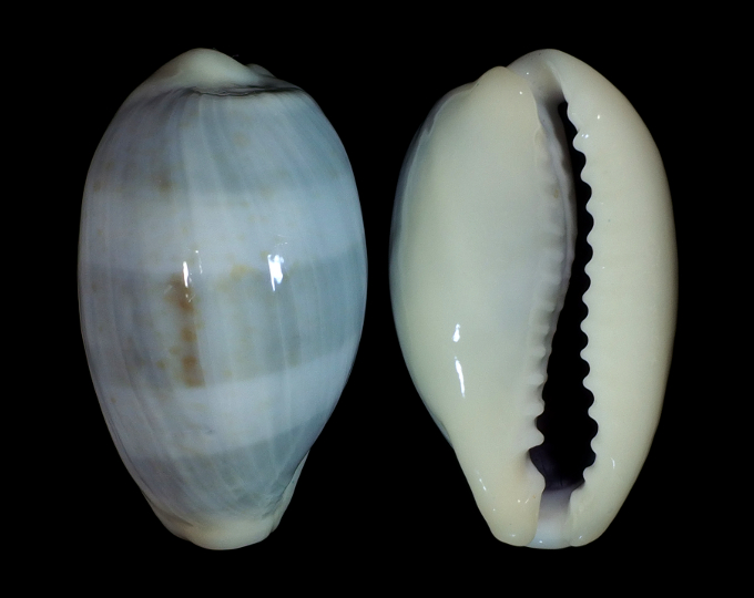 Picture of Erronea errones coxi f. azurea Picture of Erronea errones coxi f. azurea