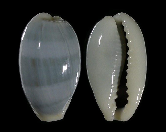 Picture of Erronea errones coxi f. azurea