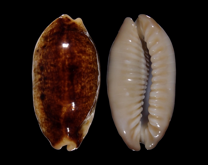 Picture of Erronea caurica caurica f. longior Picture of Erronea caurica caurica f. longior