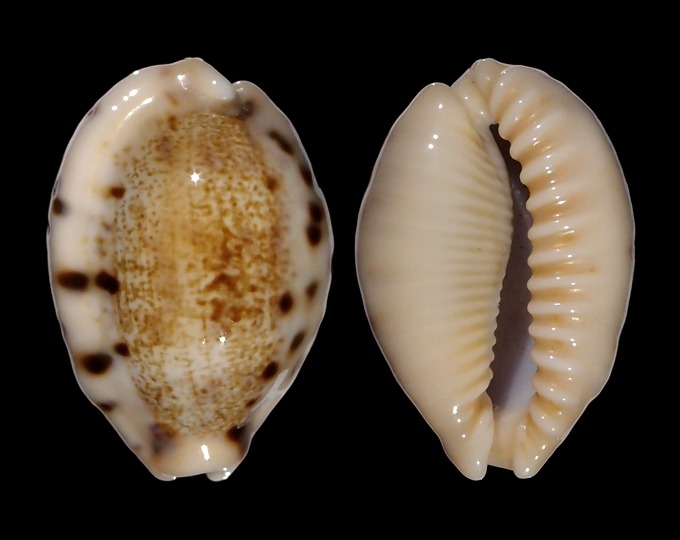 Image of Erronea caurica quinquefasciata