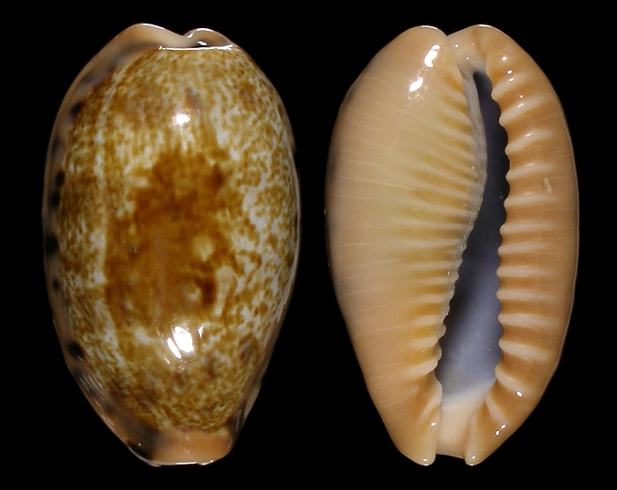 Picture of Erronea caurica quinquefasciata