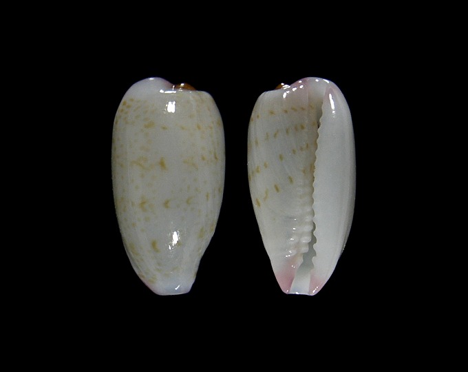 Picture of Purpuradusta oryzaeformis Picture of Purpuradusta oryzaeformis