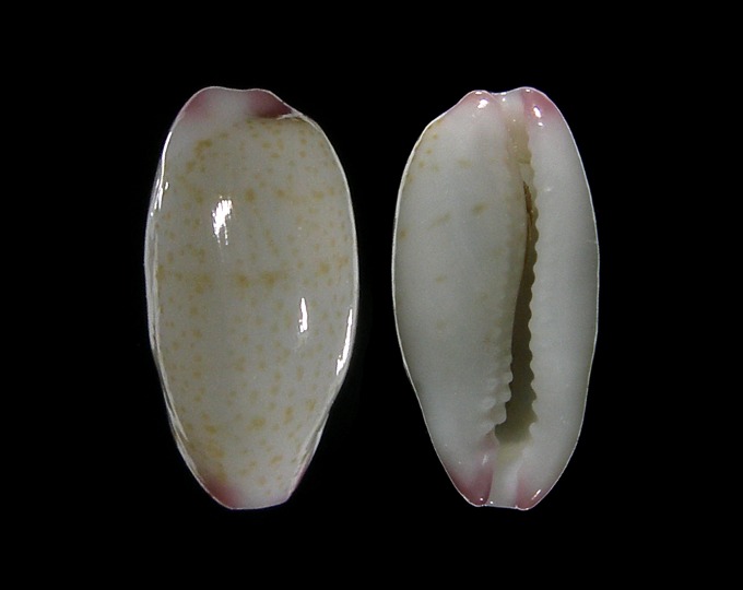 Image of Palmadusta oryzaeformis