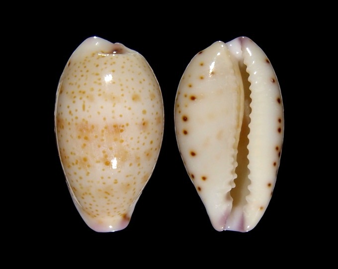 Picture of Purpuradusta hammondae hammondae