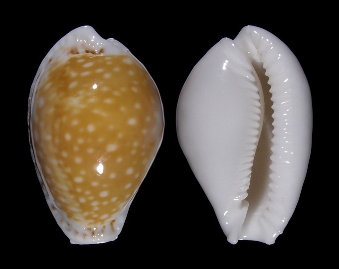 Image of Naria cernica cernica