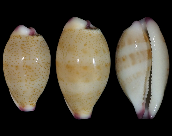 Image of Purpuradusta microdon microdon