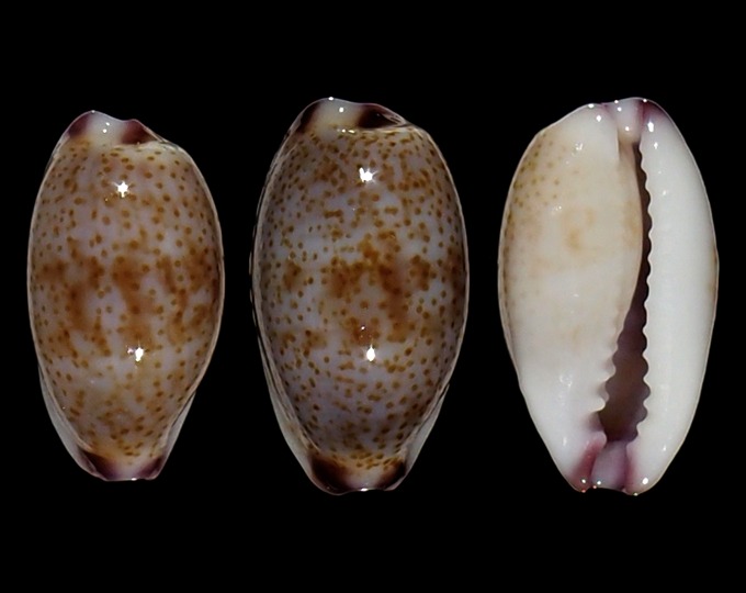 Image of Purpuradusta fimbriata marquesana