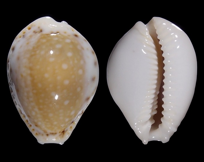 Image of Naria cernica viridicolor