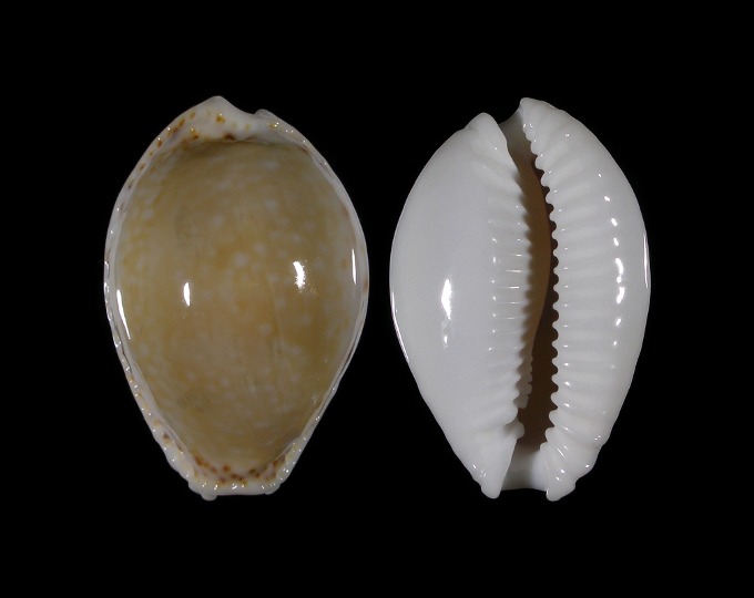 Picture of Naria cernica viridicolor