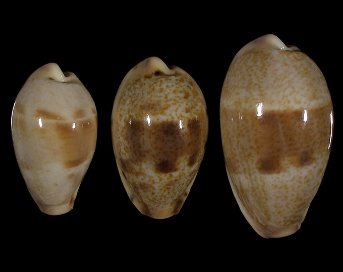 Picture of Erronea walkeri set