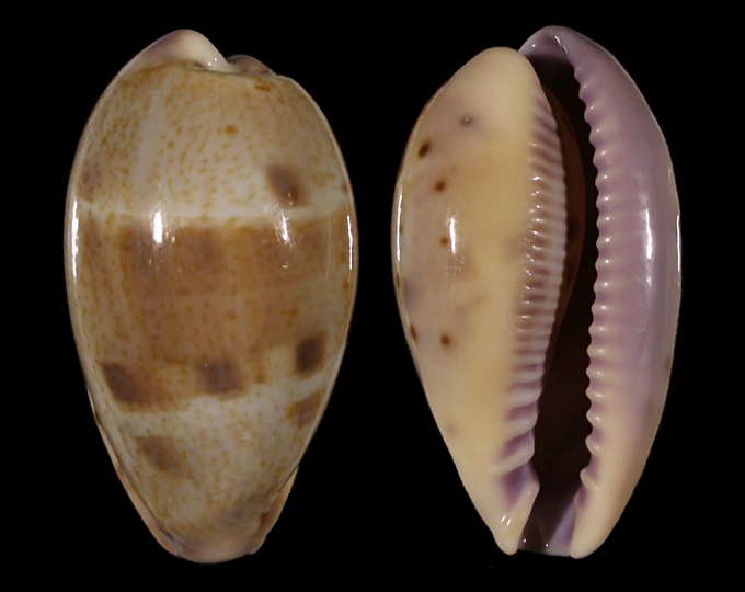 Picture of Contradusta walkeri surabajensis Picture of Contradusta walkeri surabajensis