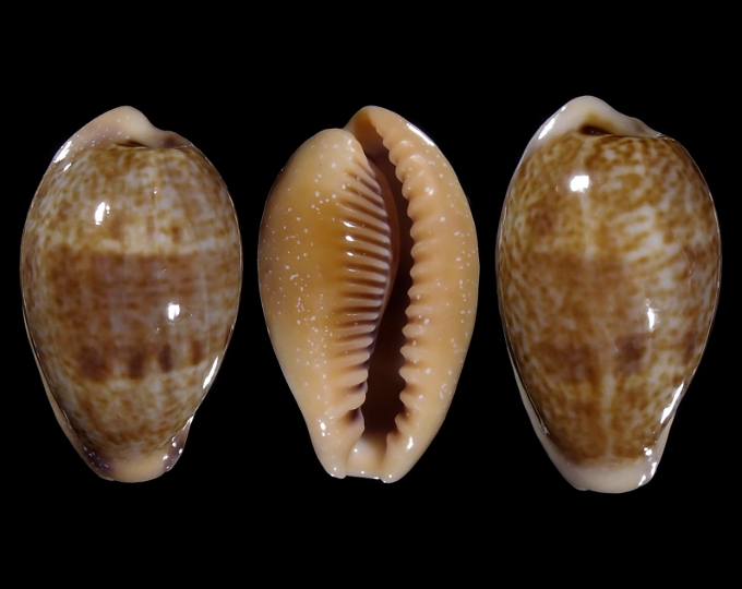 Picture of Ficadusta bregeriana bregeriana Picture of Ficadusta bregeriana bregeriana