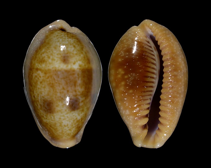 Image of Ficadusta bregeriana bregeriana