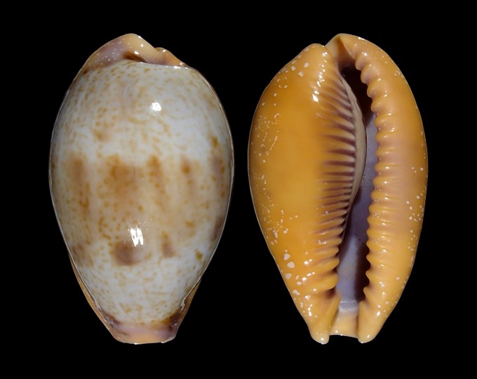 Image of Ficadusta bregeriana bregeriana