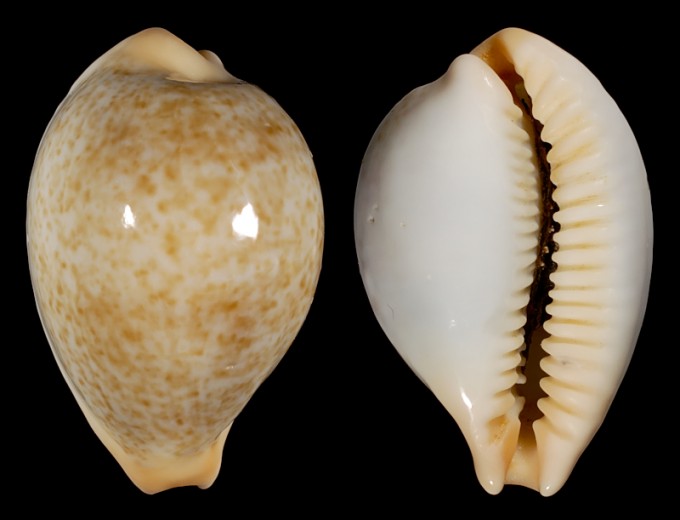 Picture of Paradusta barclayi barclayi Picture of Paradusta barclayi barclayi
