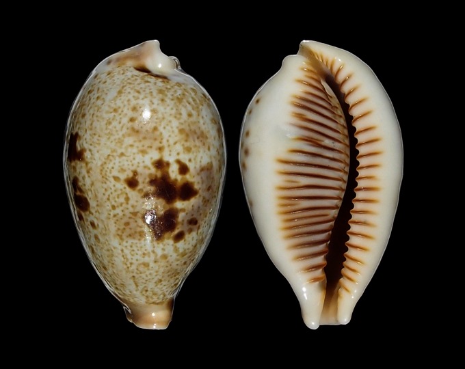Picture of Contradusta pulchella pulchella