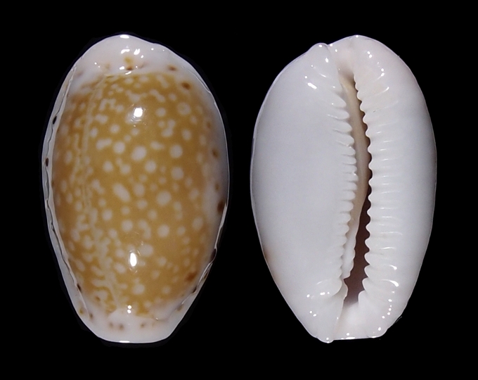 Picture of Naria cernica leforti