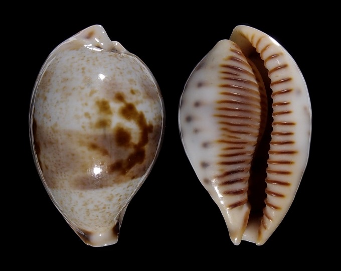 Picture of Ficadusta pulchella pericalles