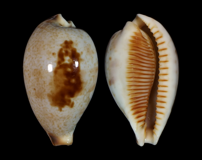 Picture of Ficadusta pulchella novaebritanniae