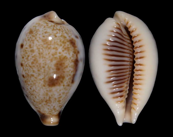 Picture of Ficadusta pulchella aliguayensis Picture of Ficadusta pulchella aliguayensis