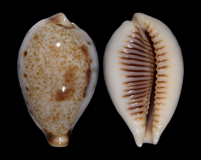 Picture of Ficadusta pulchella aliguayensis