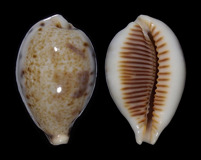 Picture of Ficadusta pulchella aliguayensis Picture of Ficadusta pulchella aliguayensis