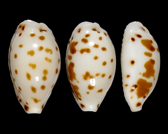 Image of Ransoniella punctata punctata f. iredalei