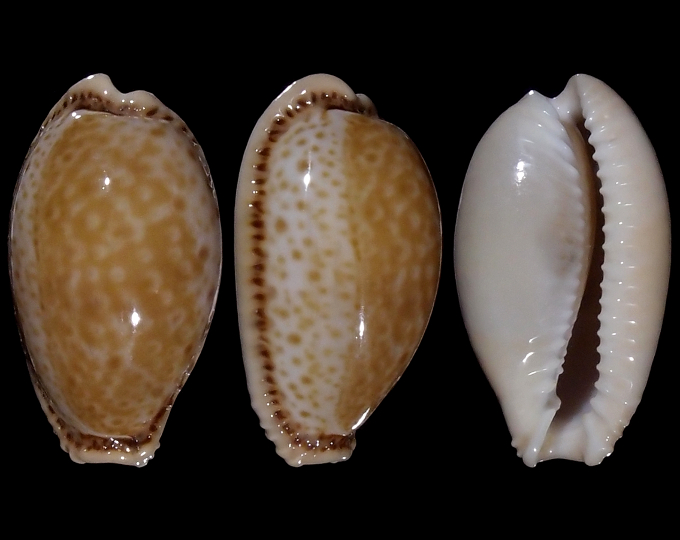 Image of Naria spurca spurca