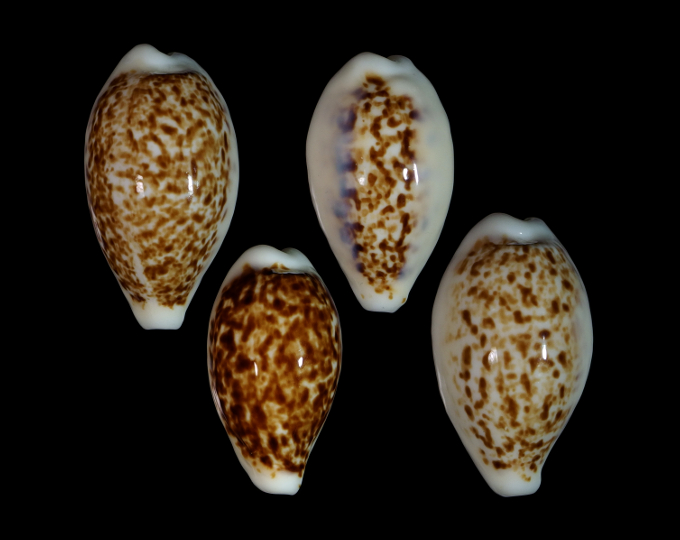 Image of Eclogavena coxeni coxeni