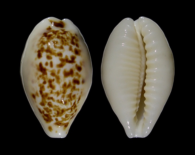 Picture of Eclogavena coxeni coxeni