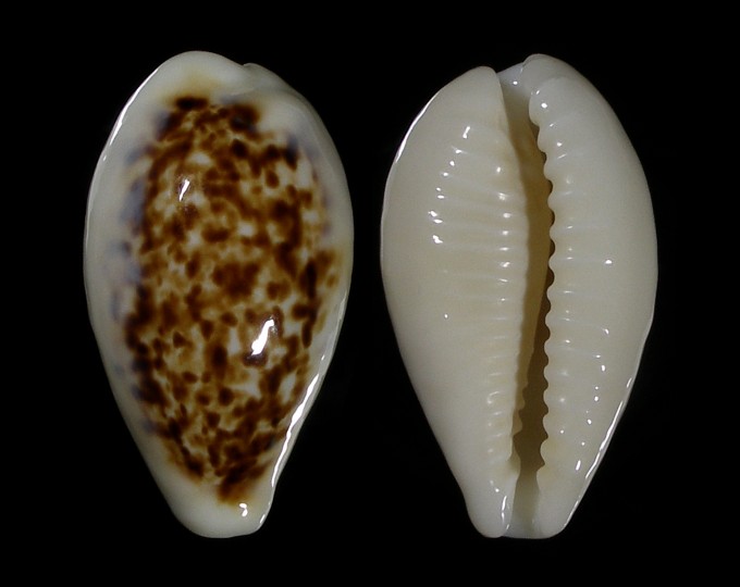 Picture of Eclogavena coxeni