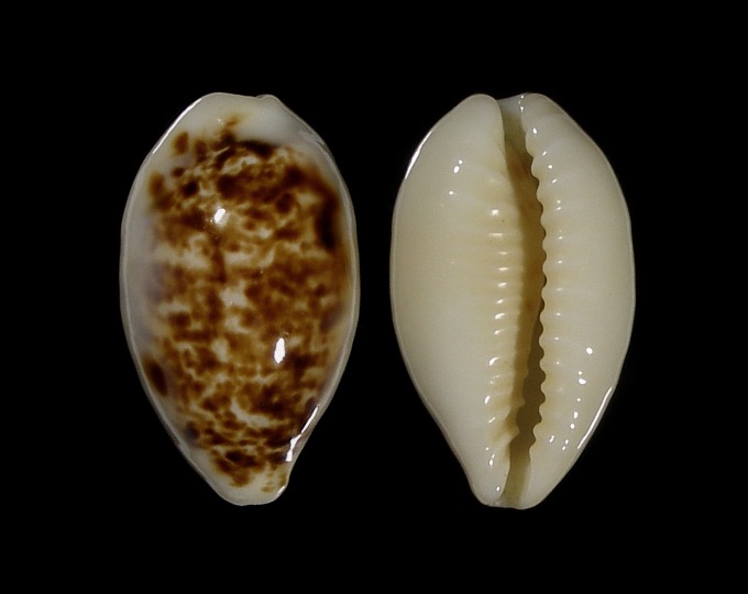 Picture of Eclogavena coxeni Picture of Eclogavena coxeni