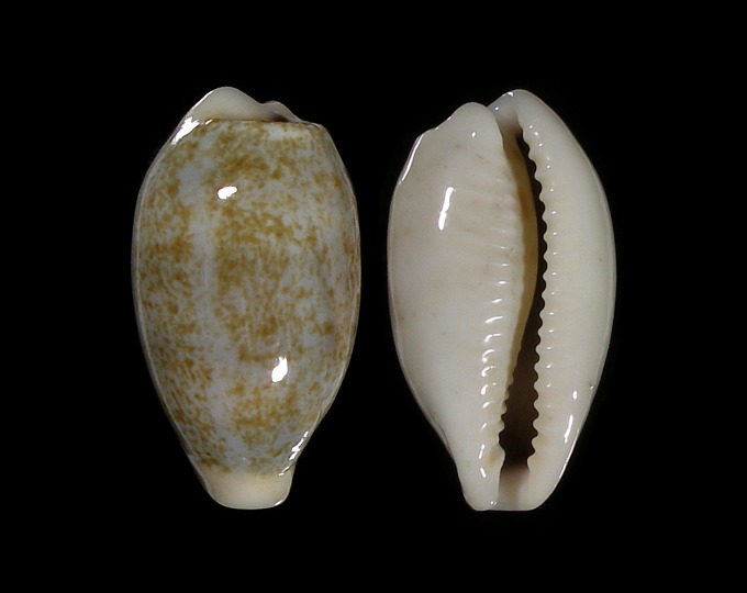 Picture of Eclogavena luchuana