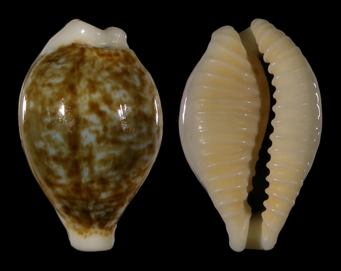 Picture of Eclogavena dayritiana f. dani 