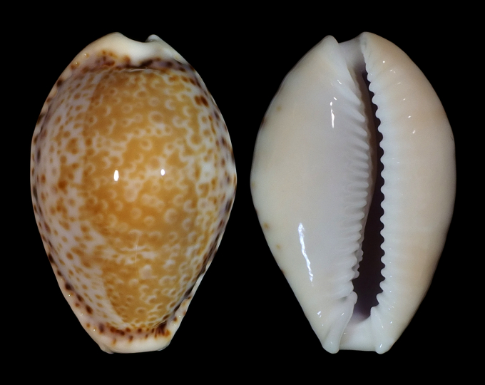 Image of Naria spurca verdensium