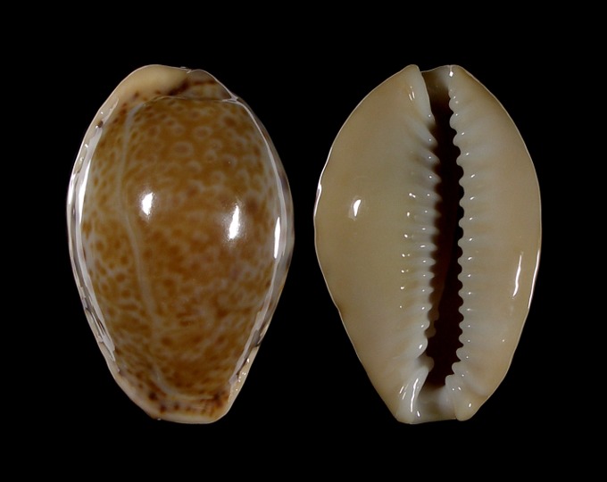 Picture of Naria spurca verdensium
