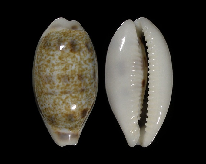 Picture of Blasicrura interrupta