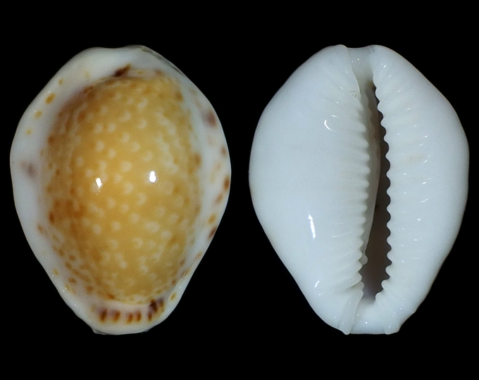 Picture of Naria acicularis acicularis var. marcuscoltroi Picture of Naria acicularis acicularis var. marcuscoltroi