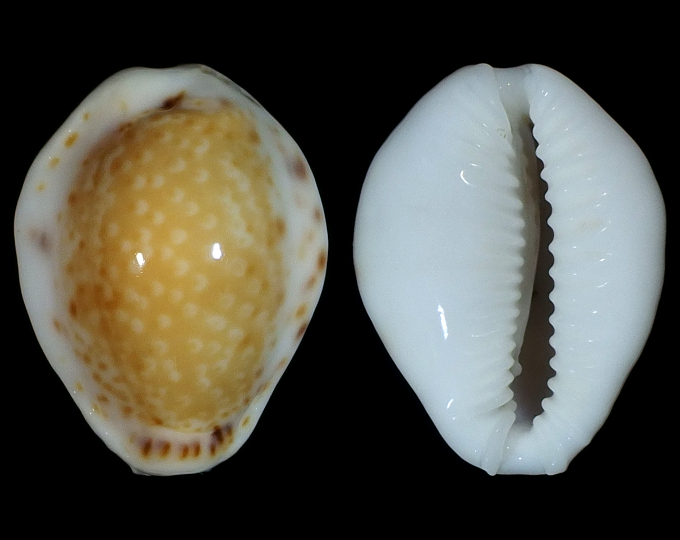 Picture of Naria acicularis f. marcuscoltroi