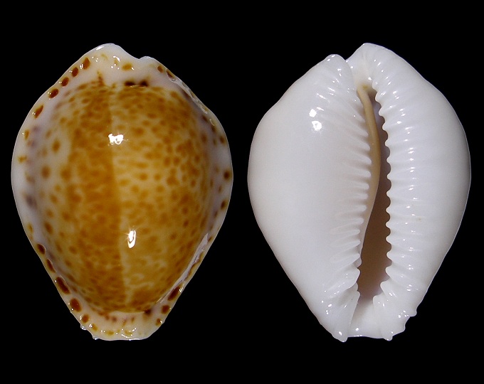 Image of Naria acicularis f. marcuscoltroi