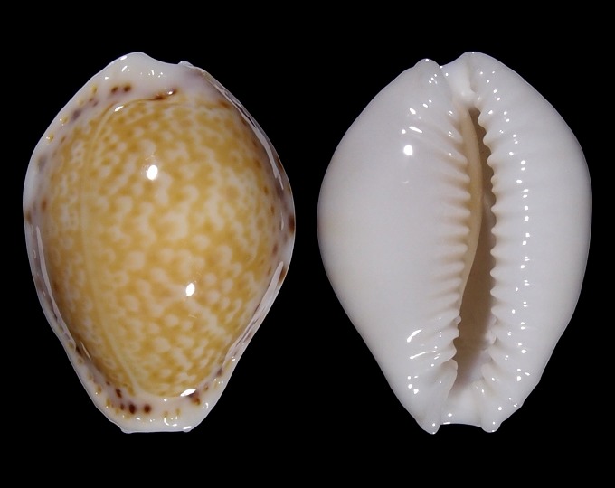 Picture of Erosaria acicularis acicularis