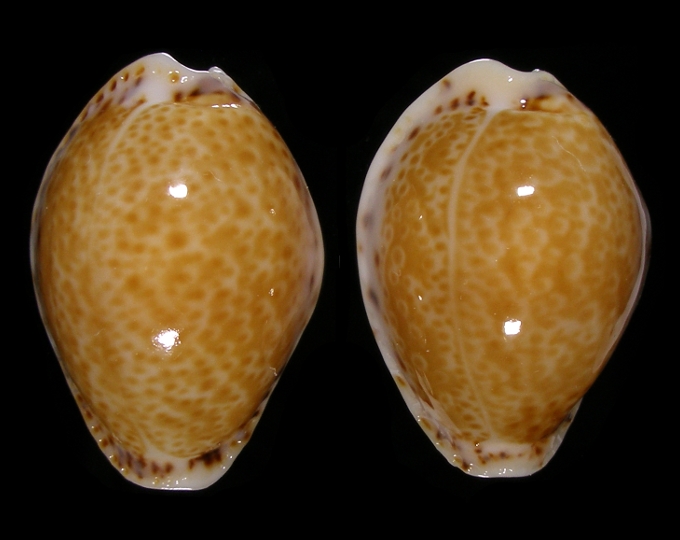 Image of Naria acicularis